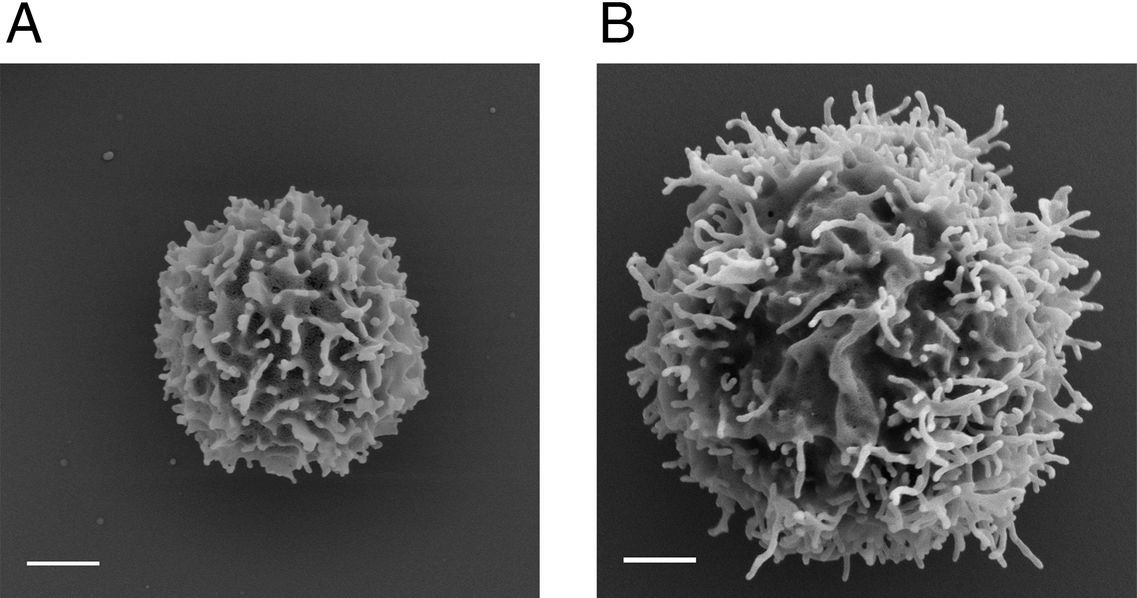 SEM images of resting (A) and effector (B) peripheral blood human T cells. (White scale bars: 1 μm.)