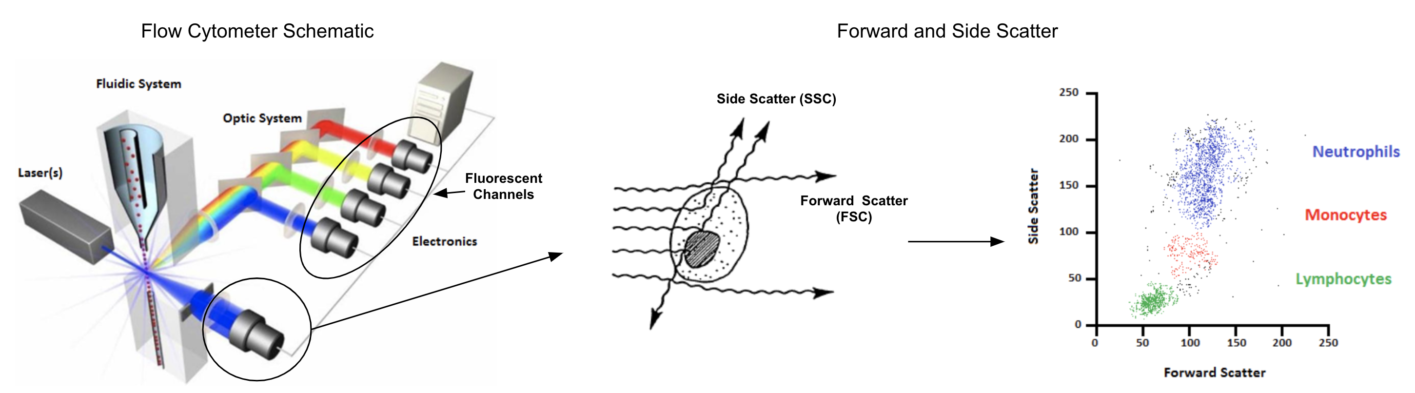 Forward and side scatter measure cell size and internal complexity, both of which are useful for QA purposes and cell type identification